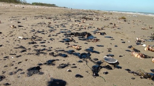 Xuất hiện nhiều vết dầu loang vón cục trôi dạt vào bãi biển ở Bến Tre