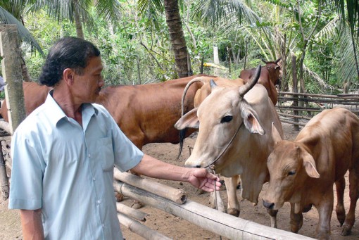 Mở rộng dự án phát triển đàn bò sữa Bến Tre