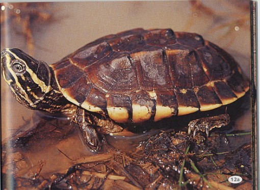 Người dân giao nộp nhiều động vật quý hiếm