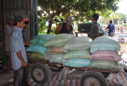 Giá lúa gạo tiếp tục duy trì ở mức cao