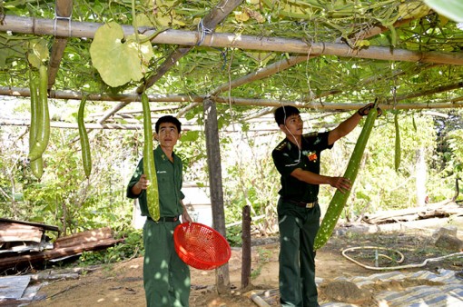 Đồn Biên phòng Hòn Khoai tự tạo nguồn thực phẩm sạch tại chỗ