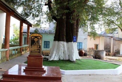 Long An: 10 cây me được công nhận Cây di sản Việt Nam