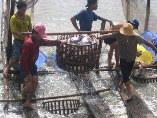 Kiên quyết không cấp phép ao nuôi không đảm bảo về xử lý môi trường