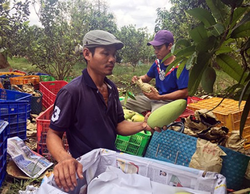 Trồng xoài Đài Loan thu nhập 12-14 triệu đồng/công