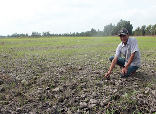 Sản xuất nông nghiệp thời hạn, mặn