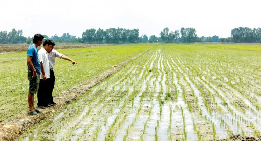 Cơ giới khâu cấy lúa, giảm chi phí giống