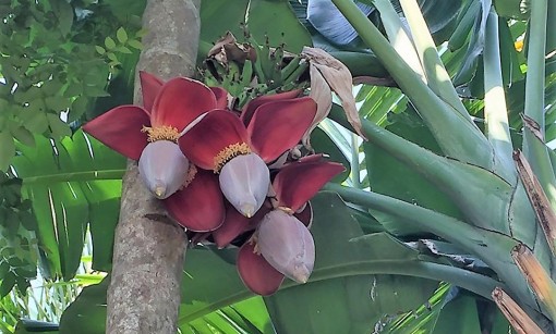 Kỳ lạ buồng chuối trổ... 3 bắp