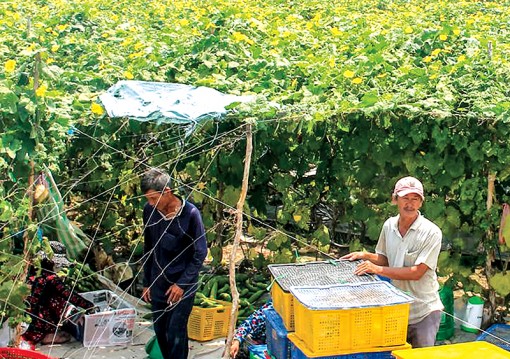 Cần hỗ trợ nông dân

kết nối cung - cầu