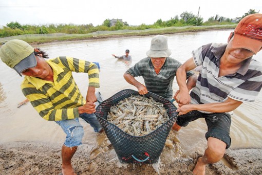 Đầy nỗi lo đầu vụ