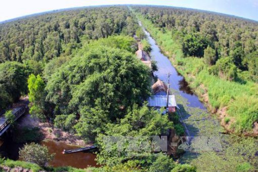 Cơn mưa "vàng" làm giảm nguy cơ cháy rừng ở Cà Mau