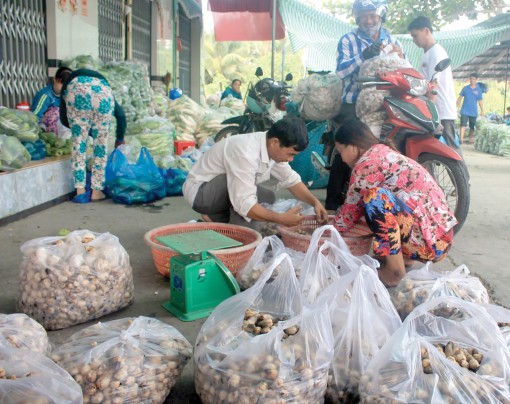 Nấm rơm giảm giá