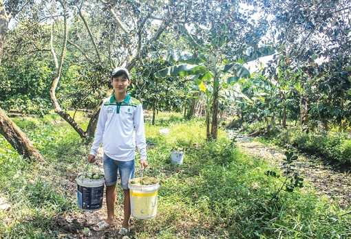 Hỗ trợ nông dân nâng cao

chất lượng  vú sữa