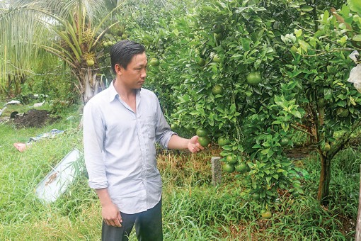 Nông dân Thoại Sơn chuyển đổi cây trồng, nâng cao thu nhập