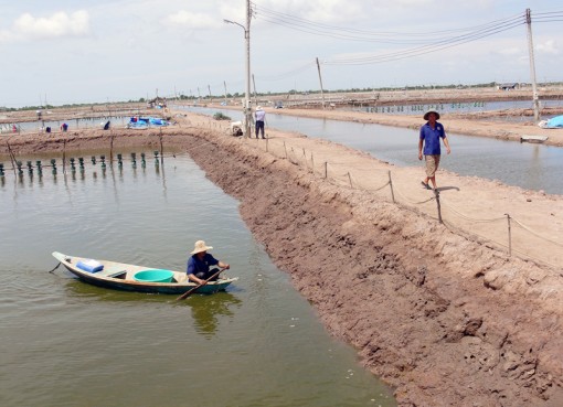 Giá tôm thẻ đang giảm sâu