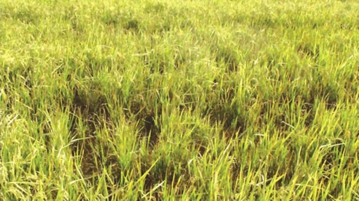 Kiên Giang: Bệnh vàng lùn và lùn xoắn lá hoành hành trên lúa Hè Thu