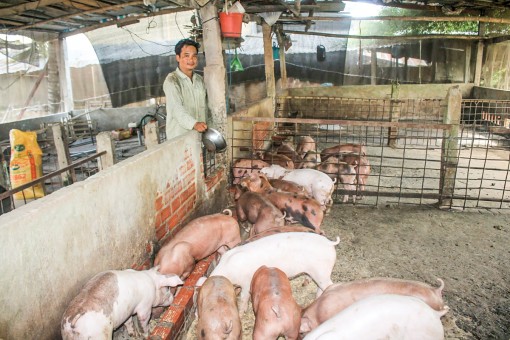 Giá khởi sắc nhưng người chăn nuôi heo vẫn còn lo