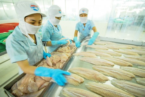 TP Cần Thơ: Nâng cao chất lượng nguồn nguyên liệu cá tra xuất khẩu