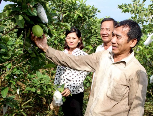 Thu nhập ổn định từ mô hình trồng ổi lê