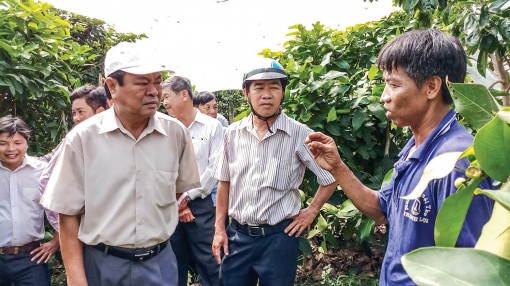 Hướng đến vùng chuyên canh cây ăn trái