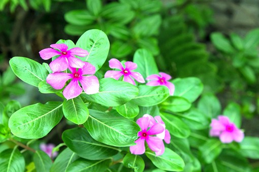 Khám phá cơ chế tạo ra hoạt chất chống ung thư của cây dừa cạn