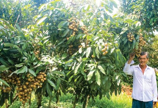 Để nông dân an tâm trồng nhãn Ido