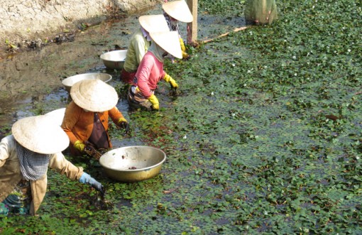 Củ ấu tăng giá