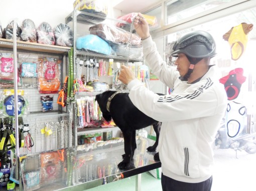 Chọn phụ kiện làm đẹp cho thú cưng