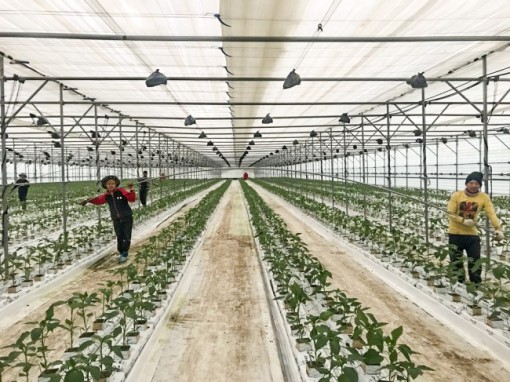 Làng quê đang dần biến mất ở Hàn Quốc