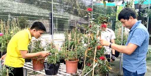 Hồng ngoại, hồng cổ:

xu hướng chơi hoa!