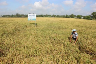 Đảm bảo tiến độ giải ngân Dự án VnSAT