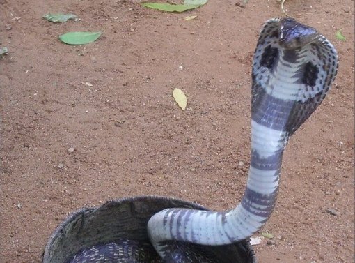 Thiệt mạng vì bú sữa người bị rắn cắn