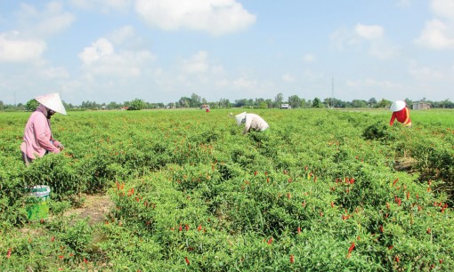 Cây ớt phát triển trên đất Thạnh Tiến