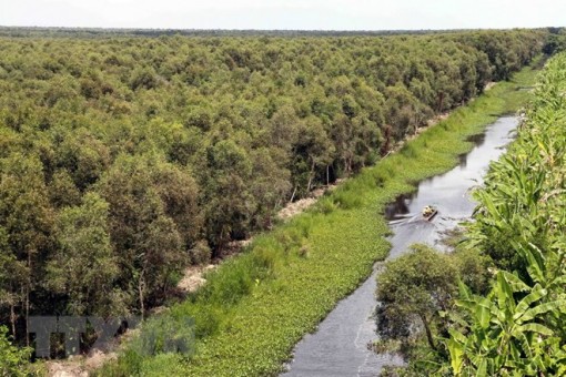 Độ ẩm ở mức cao, rừng tràm U Minh Hạ thoát nguy cơ cháy