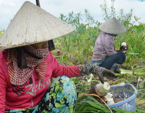 Nông dân gặp khó khăn vì giá khoai môn giảm mạnh