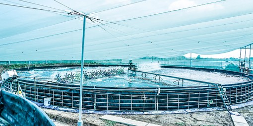 Bàn cách tháo gỡ khó khăn về vốn cho ngành tôm
