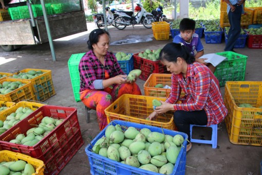 Giá xoài cát chu giảm mạnh