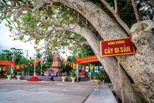Những cây di sản ở Trường Sa