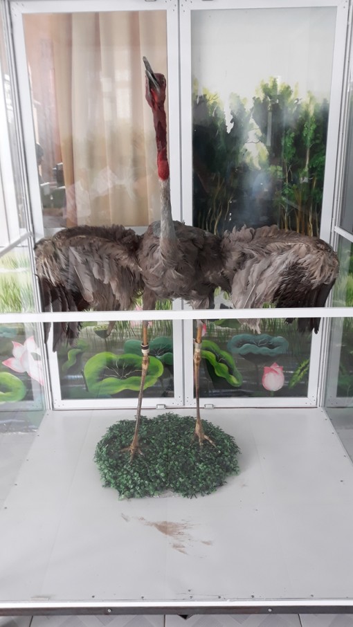 Vườn Quốc gia Tràm Chim trưng bày tiêu bản Sếu đầu đỏ đã qua đời