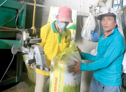 Nâng cao năng lực sản xuất lúa giống