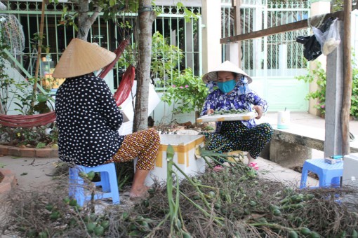 Thương lái tìm đến tận vườn thu mua trái cau