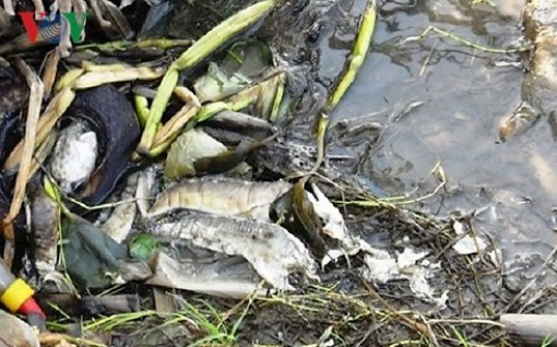 Cá lại chết hàng loạt ở Cà Mau