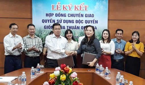 Chuyển giao giống lúa

thuần OM 5954 cho Công ty Giống cây trồng Nông Việt Pháp