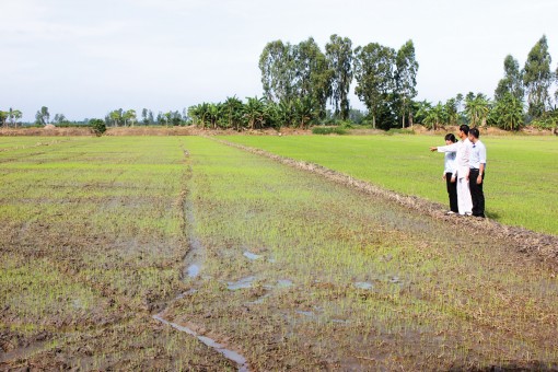 Hỗ trợ nông dân Thạnh Phú ứng dụng cơ giới hóa vào sản xuất lúa