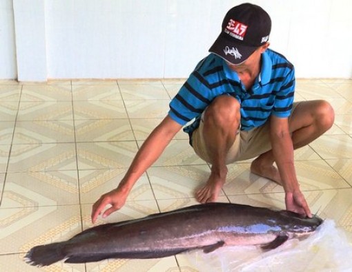 Vĩnh Long : Người dân kéo lưới bắt được cá trê "khủng"