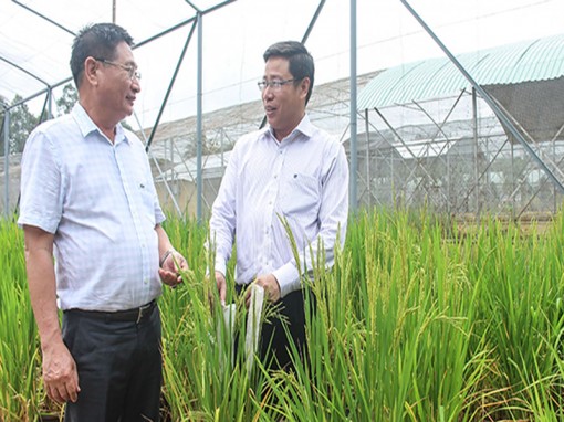 Mở rộng độ bao phủ các giống lúa OM