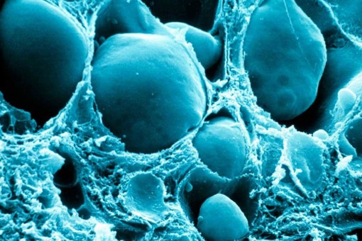 Bảo toàn khả năng sinh sản cho phụ nữ