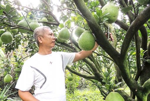 Liên kết, tái cơ cấu sản xuất

để nông sản Việt hội nhập