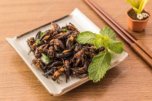 Côn trùng sắp trở thành món ăn phổ biến ở phương Tây