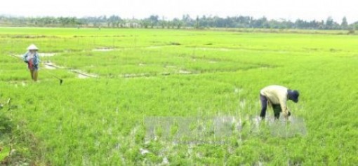 Bạc Liêu chống úng ngập cứu lúa