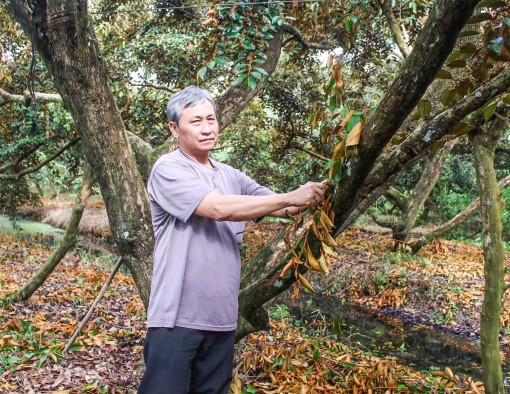 Liên kết phát triển sản xuất 